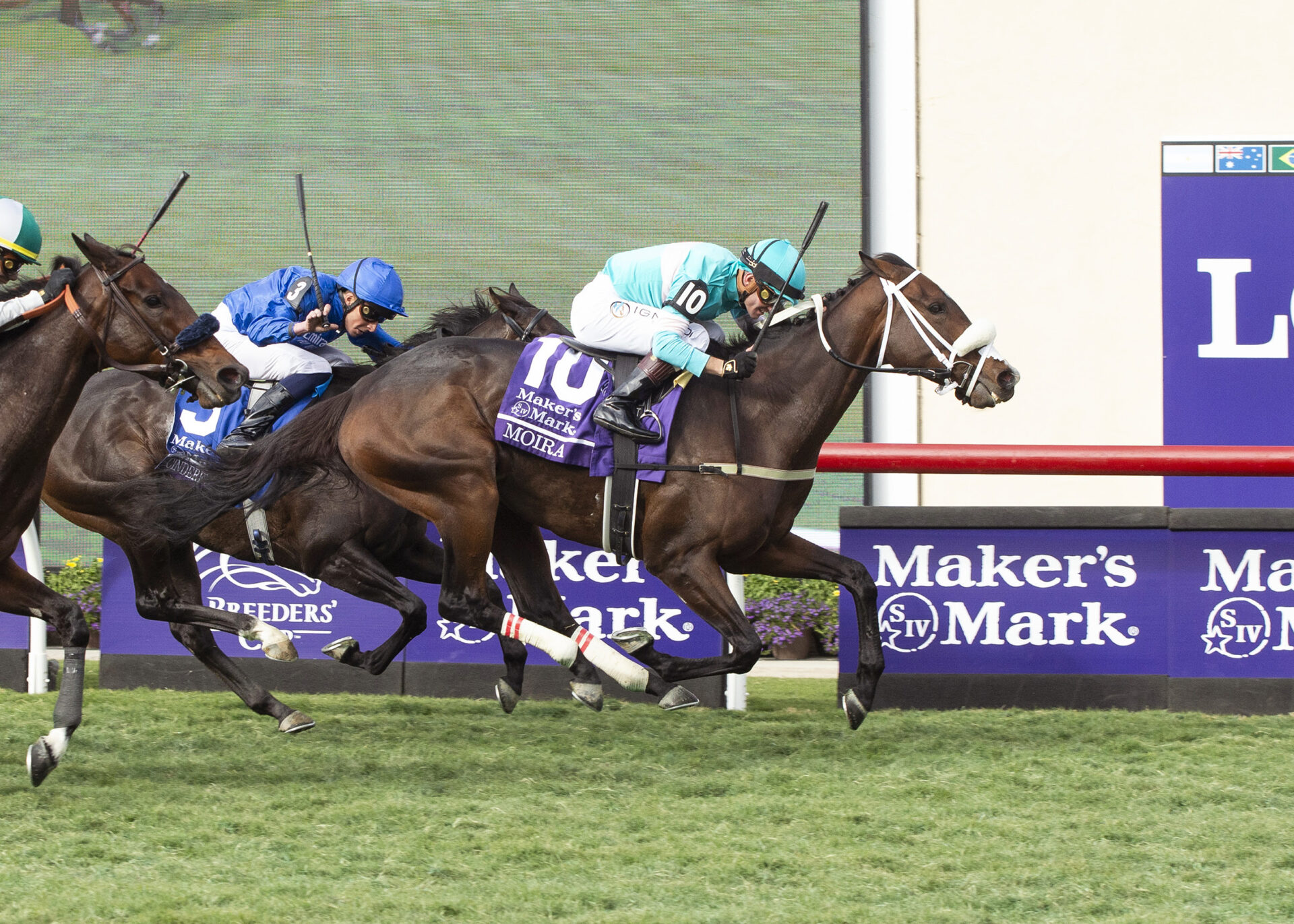 Moira, horse, Adena Springs, Breeders Cup Filly and Mare Turf, sábado, 2 de noviembre de 2024, Del Mar. Foto: Benoit Photo / @benoitphoto_