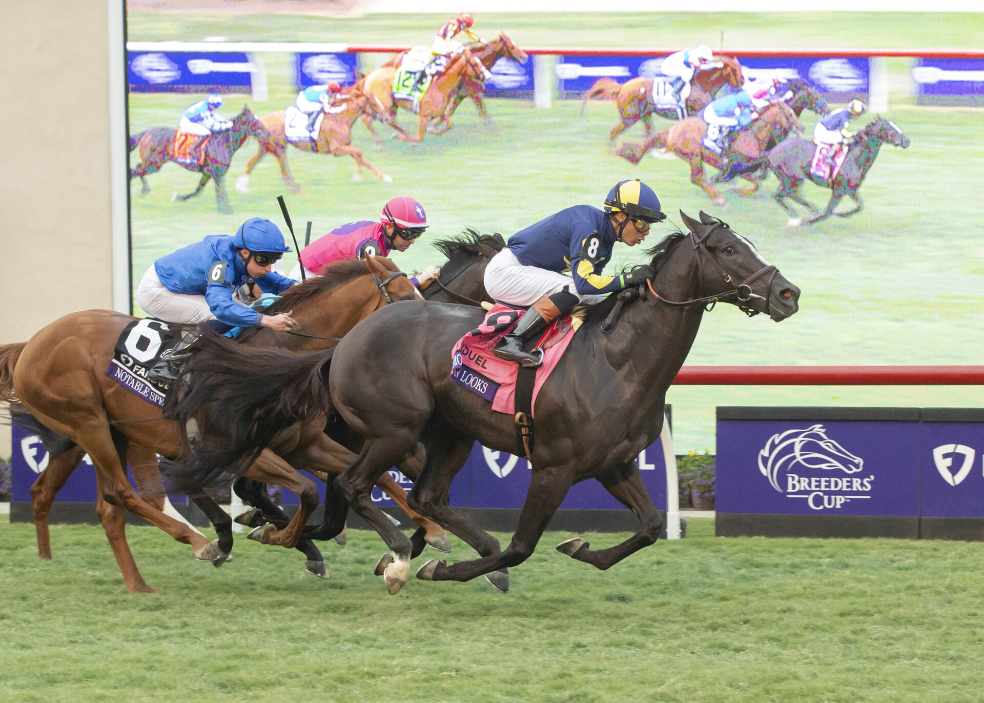 More Than Looks, horse, More Than Ready, Breeders Cup Mile, sábado, 2 de noviembre de 2024, Del Mar. Foto: Benoit Photo / @benoitphoto_