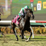 Clock Tower, horse, Not This Time, Cecil B. DeMille Stakes , domingo, 1 de diciembre de 2024, Del Mar. Foto: Benoit Photo