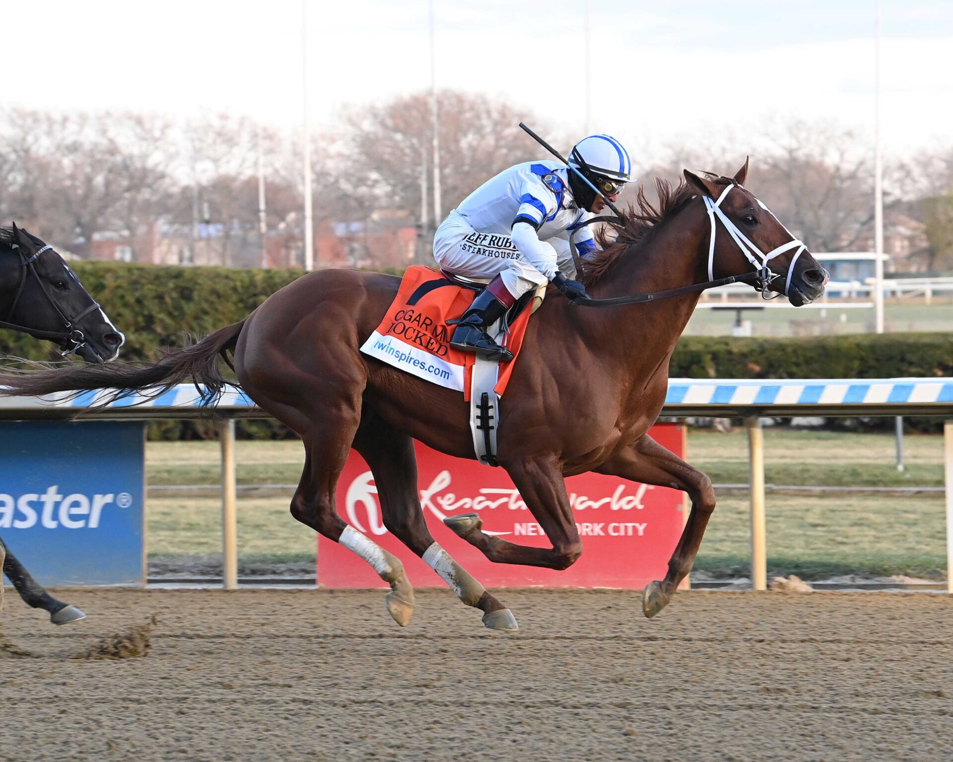 Locked, horse, Eclipse Thoroughbred Partners, Cigar Mile Stakes, sábado, 7 de diciembre de 2024, Aqueduct. Foto: Coglaniese Photo & Susie Raisher