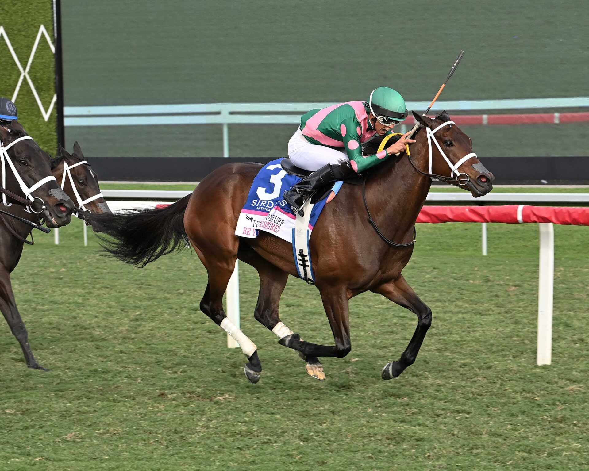 Be Your Best, Horses, Muhaarar, Pegasus World Cup Filly and Mare Turf Invitational, sábado, 25 de enero de 2025, Gulfstream Park. Foto: Coglaniese Photo