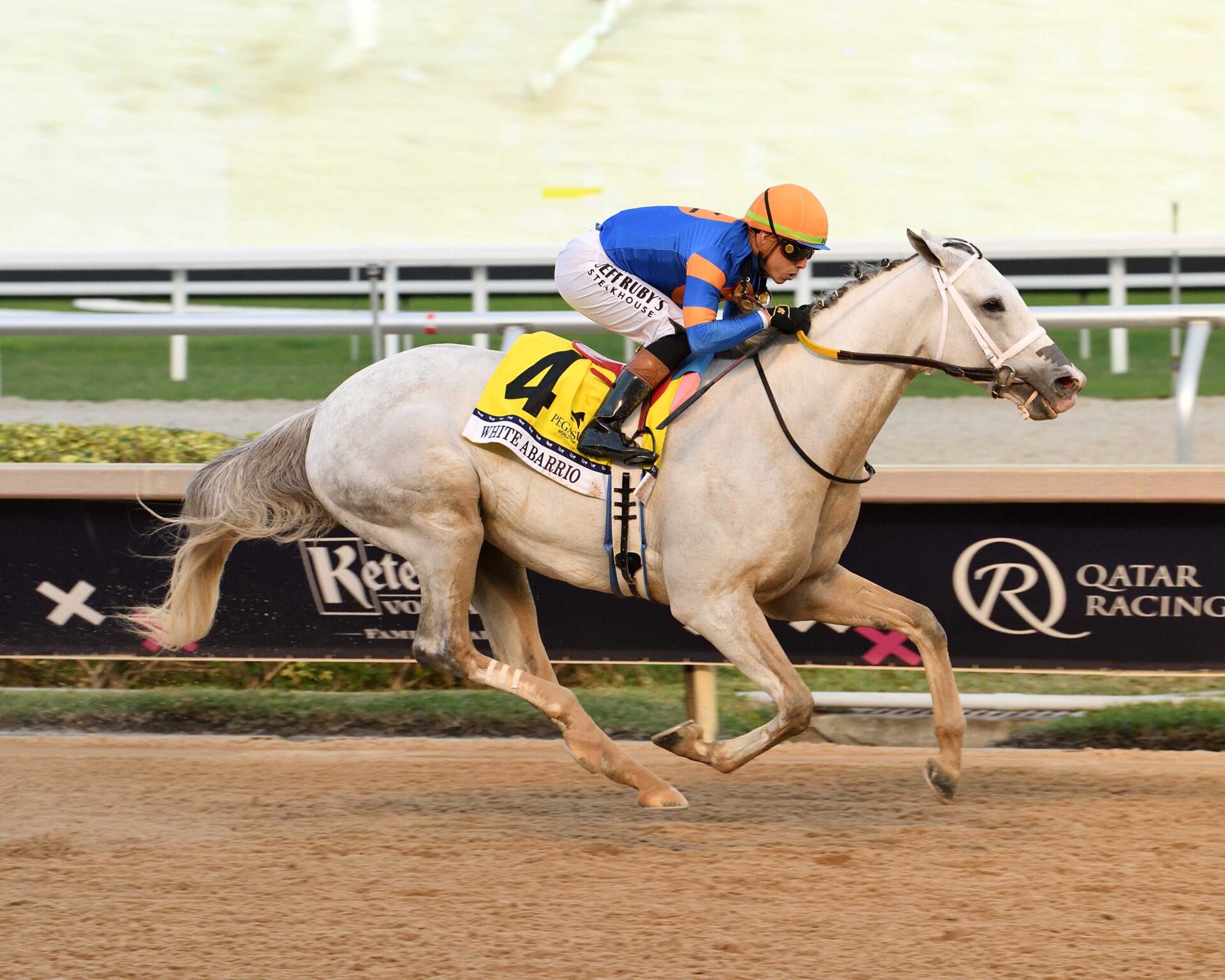 White Abarrio, horse, Race Day, Pegasus World Cup, sábado, 25 de enero de 2025, Gulfstream Park. Foto: Coglaniese Photo