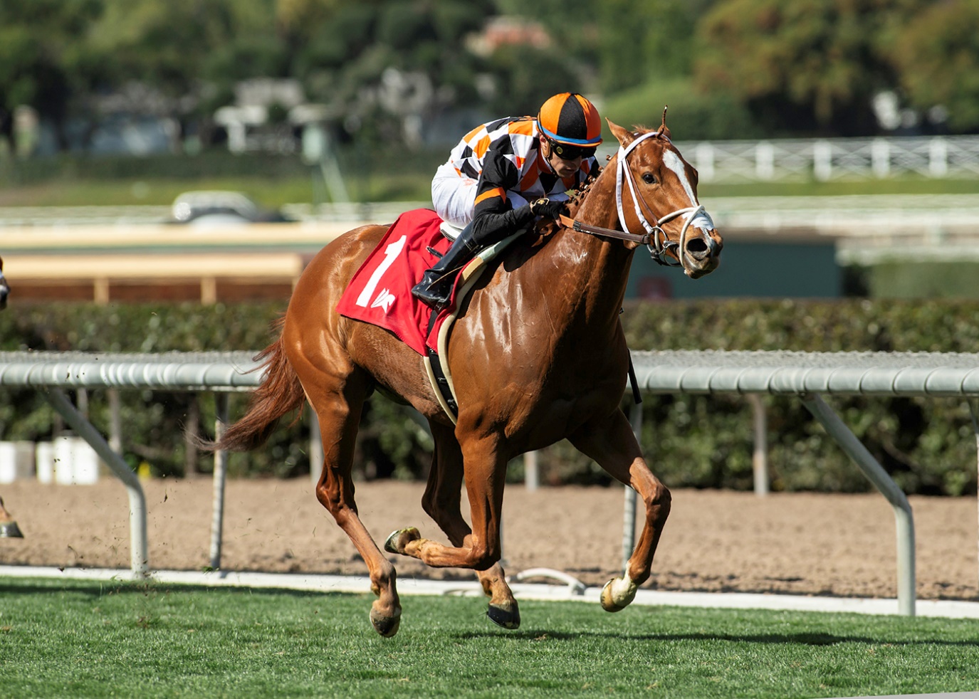 Queen Máxima, Horses, Bucchero, Wishing Well Stakes, sábado, 22 de febrero de 2025, Santa Anita Park. Foto: Benoit Photo