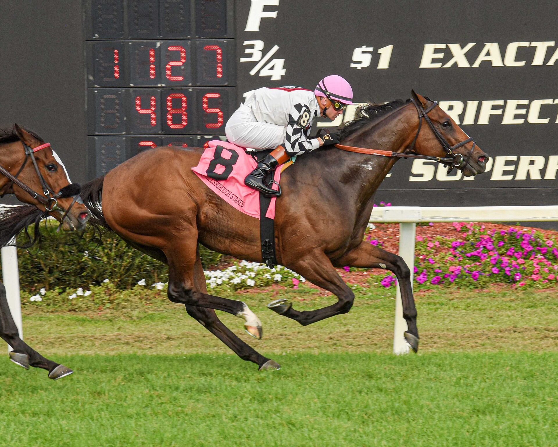 Saffron Moon, horse, Cove Springs Farm LLC, Hillsborough Stakes, sábado, 8 de marzo de 2025, Tampa Bay Downs. Foto: SV Photography