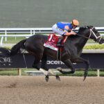 Mindframe, horse, Constitution, Gulfstream Park Mile Stakes, sábado, 1 de marzo de 2025, Gulsftream Park. Foto: Coglianese Photo