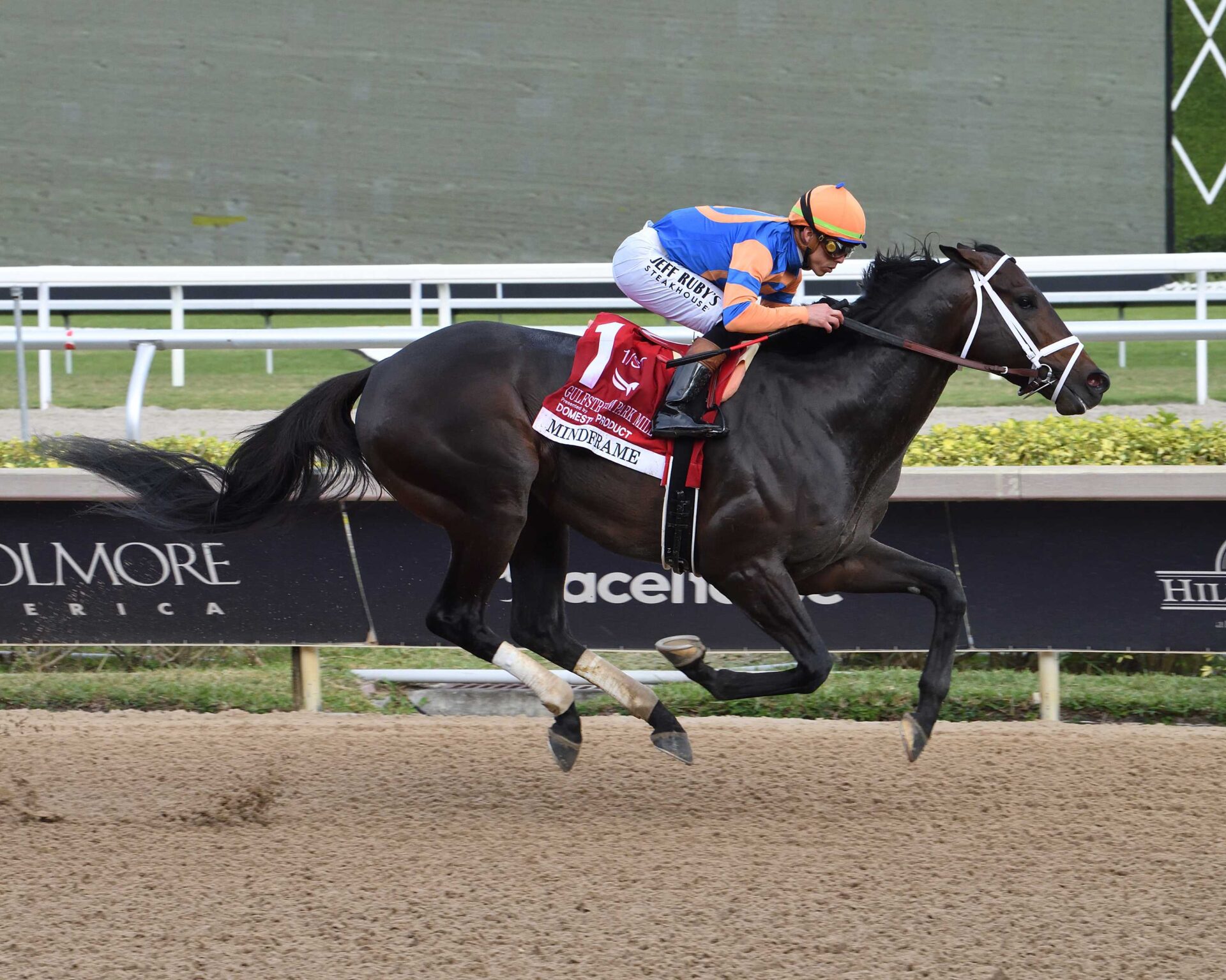 Mindframe, horse, Constitution, Gulfstream Park Mile Stakes, sábado, 1 de marzo de 2025, Gulsftream Park. Foto: Coglianese Photo