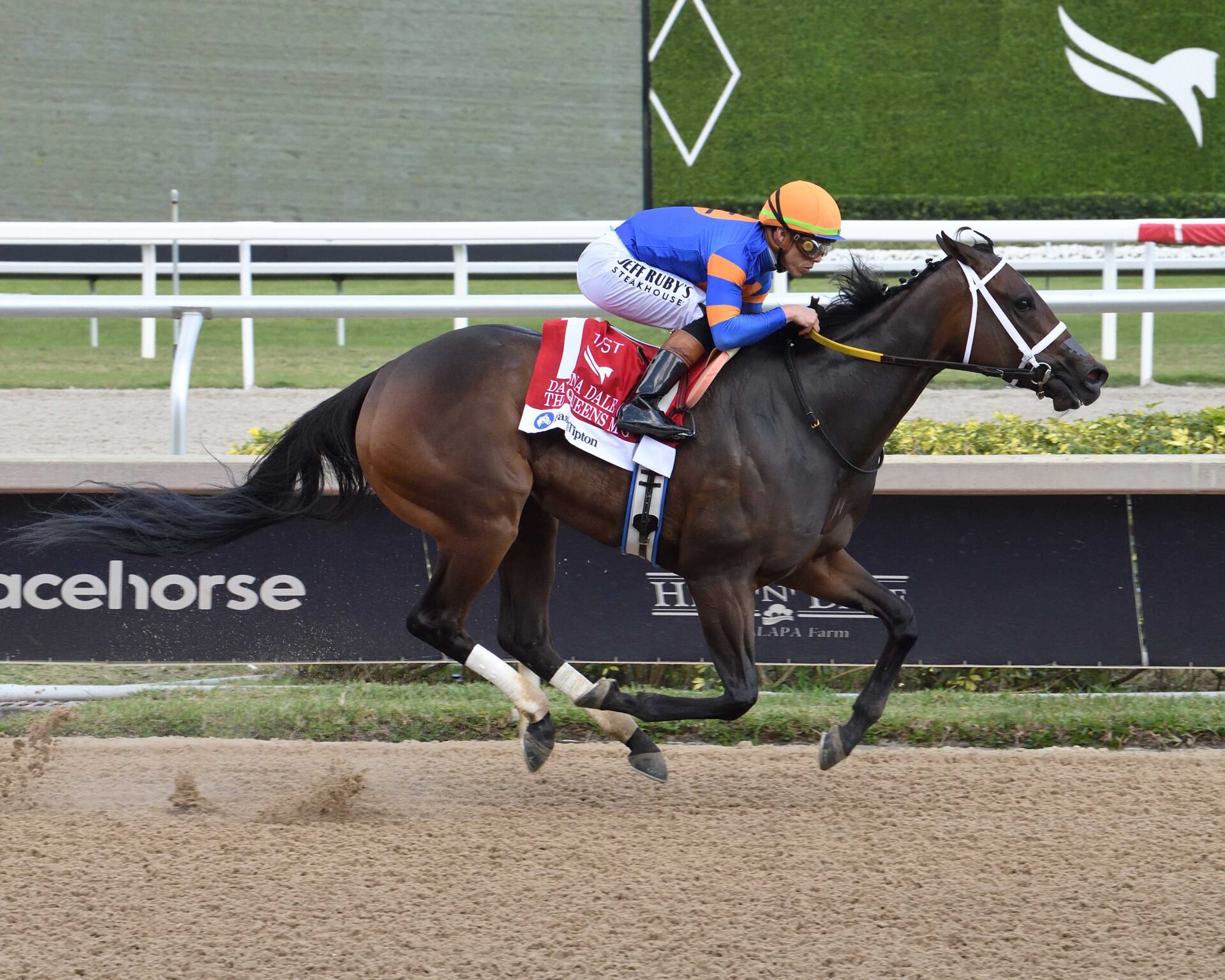 The Queens M G, horse, C Two Racing Stable, Davona Dale Stakes, sábado, 1 de marzo de 2025, Gulsftream Park. Foto: Coglianese Photo