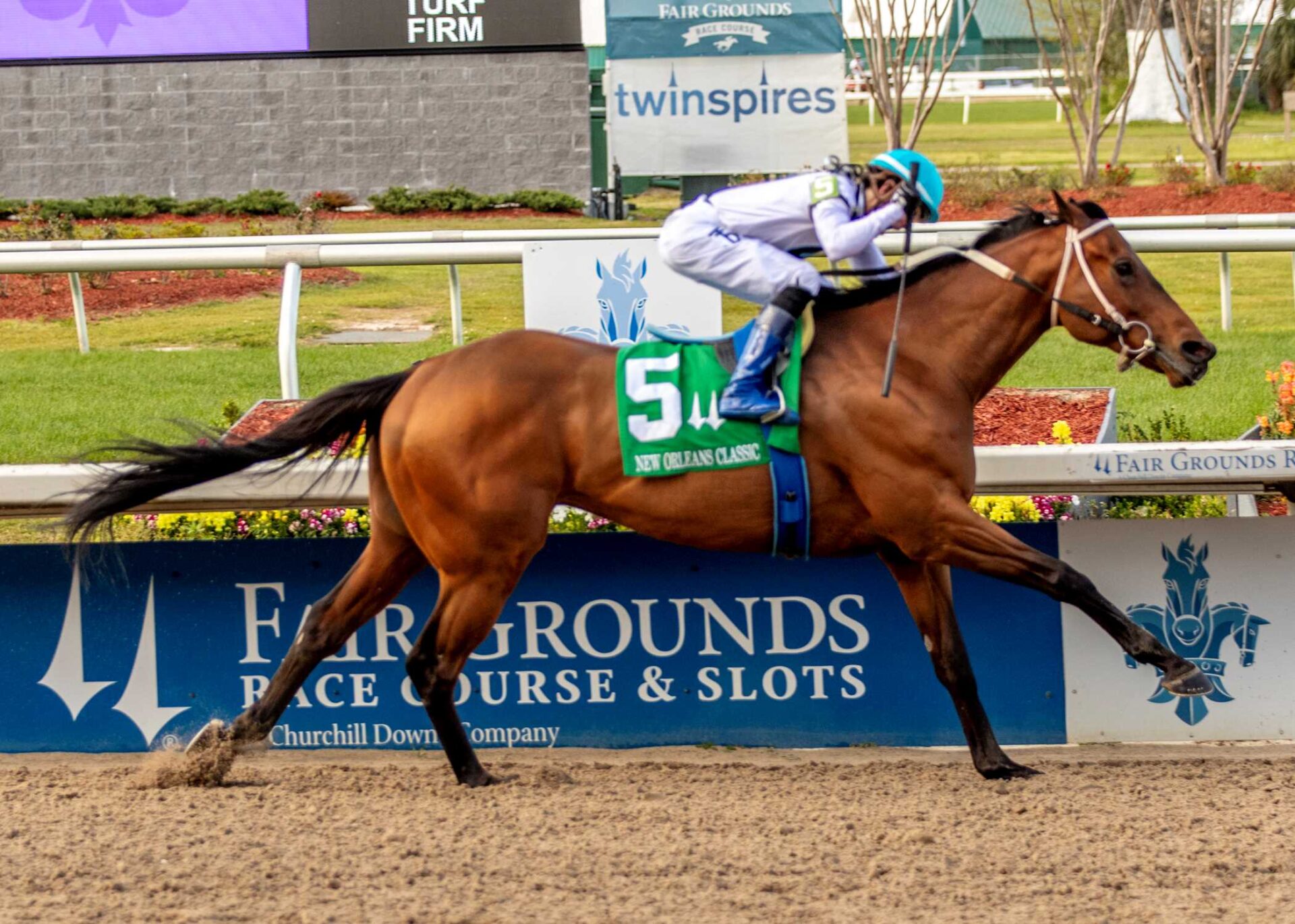 Touchuponastar, horse, Star Guitar, Louisiana Stakes, sábado, 18 de enero de 2025, Fair Grounds. Foto: Hodges Photography