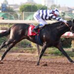 Chingao, horse, Haras Don Alberto, Clásico Raúl Spoerer Carmona y Raúl Spoerer Urrutia, sábado, 26 de abril de 2025, Hipódromo Chile. Foto: Jaime Cortés