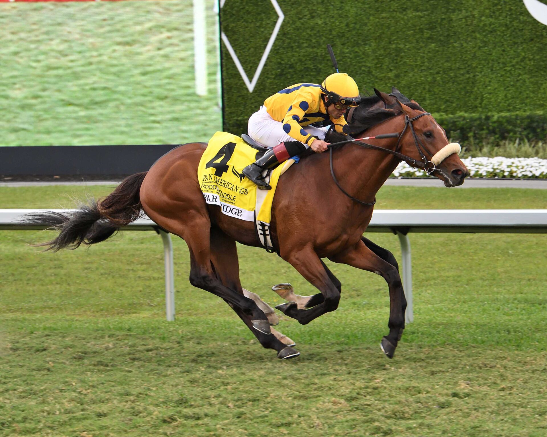 Far Bridge, horse, Calumet Farm, Pan American Stakes, sábado, 29 de marzo de 2025, Gulsftream Park. Foto: Coglianese Photo
