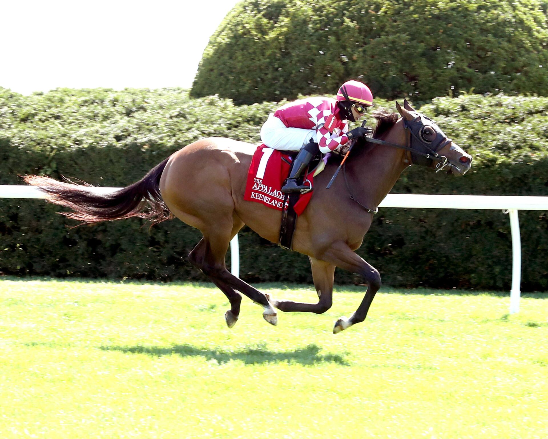 Nitrogen, horse, D. J. Stable LLC, Appalachian Stakes, martes, 8 de abril de 2025, Keeneland. Foto: Coady Media