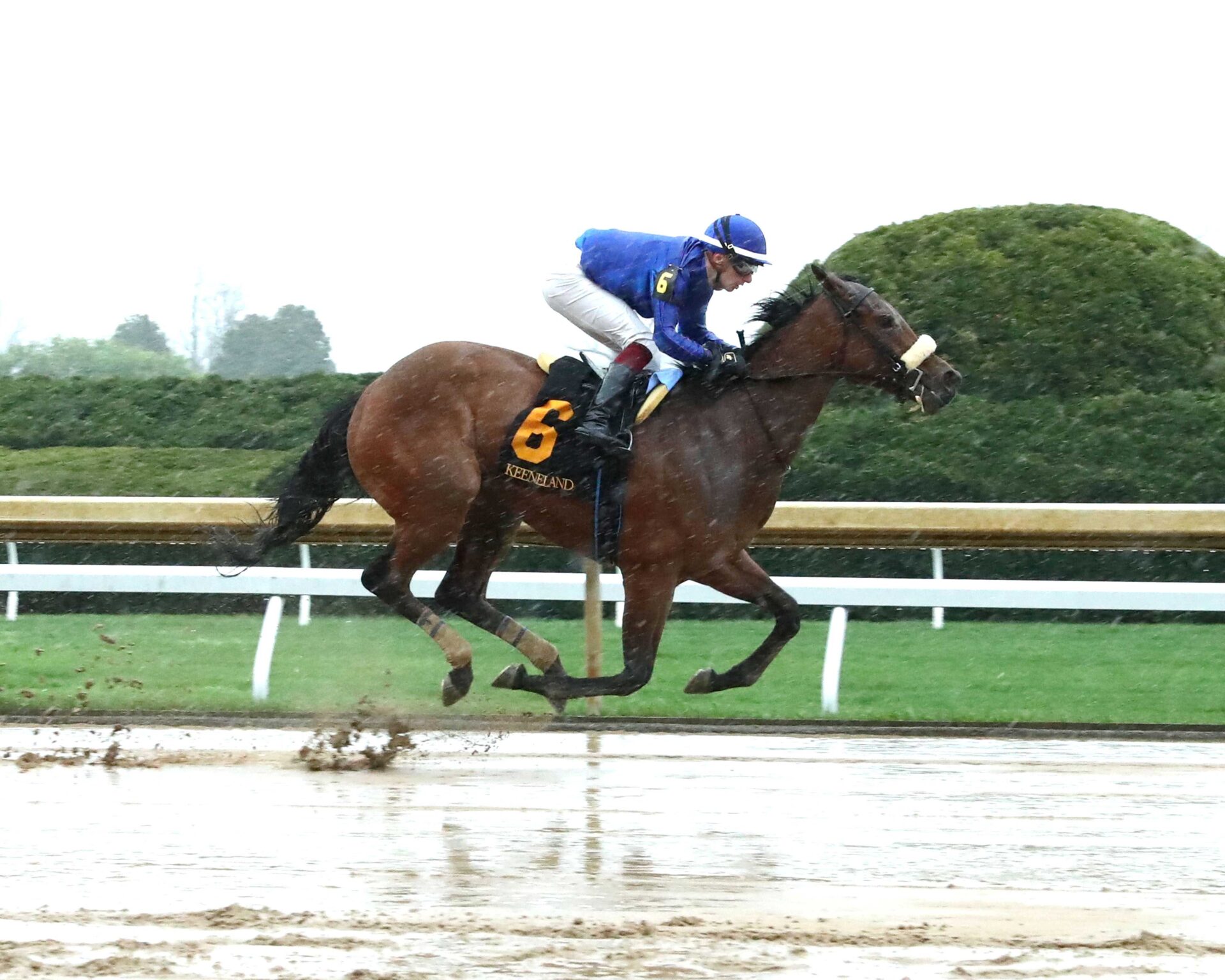 Verity, horse, Godolphin, Beaumont Stakes, domingo, 6 de abril de 2025, Keeneland. Foto: Coady Media