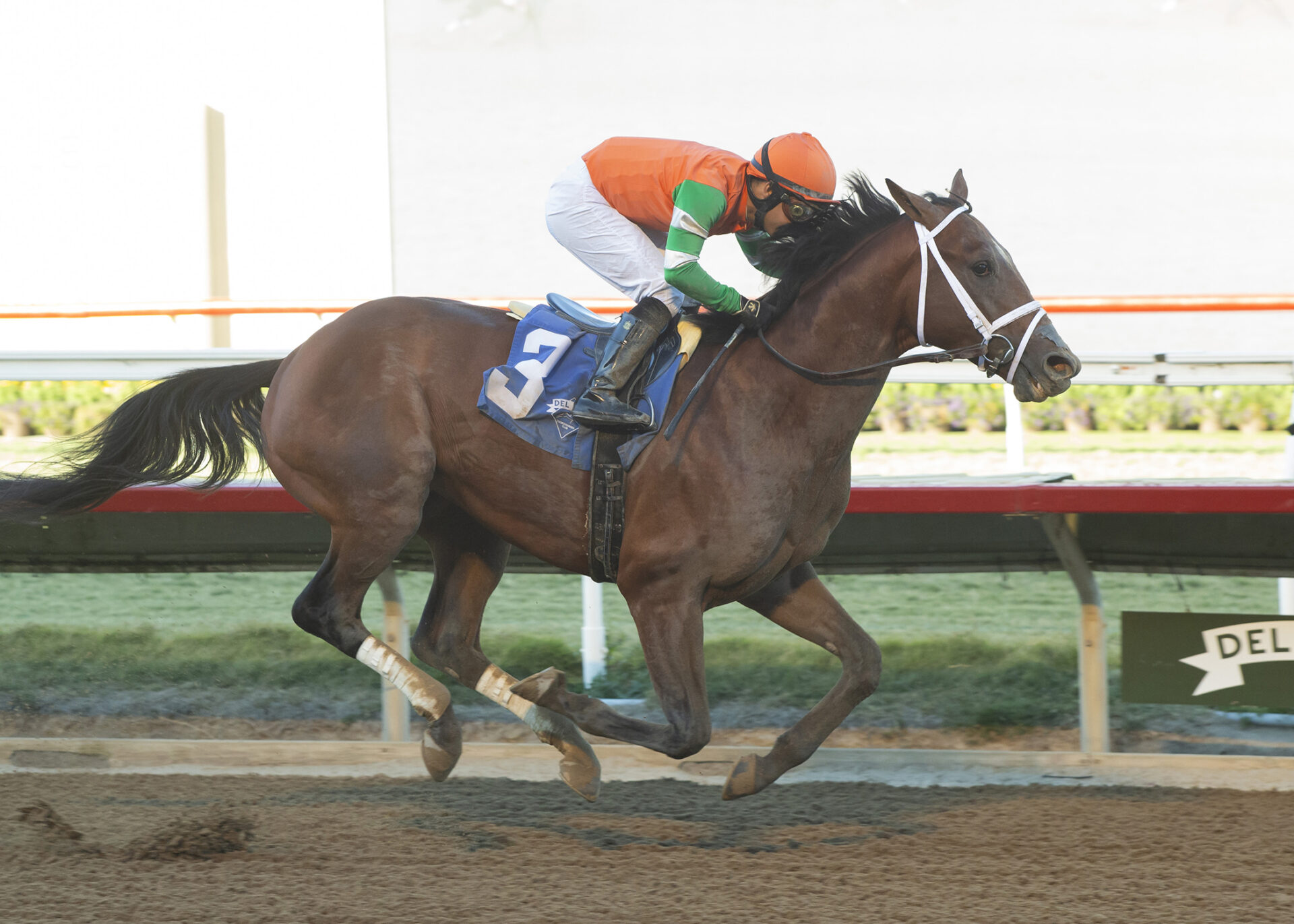 Journalism, Horses, Curlin, Maiden Special Weight, sábado, 17 de noviembre de 2024, Del Mar. Foto: Benoit Photo
