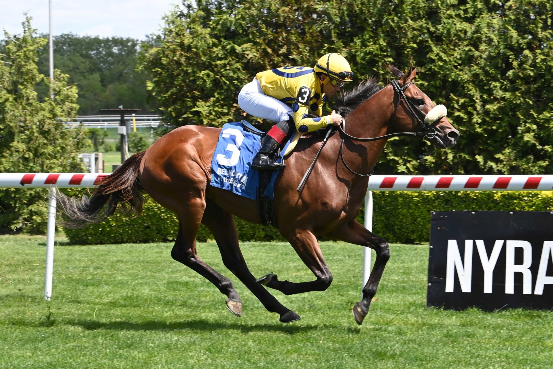 Far Bridge, horse, Calumet Farm, Man o´War Stakes, sábado, 10 de mayo de 2025, Belmont At The Big A. Foto: Coglianese Photo & Susie Raisher