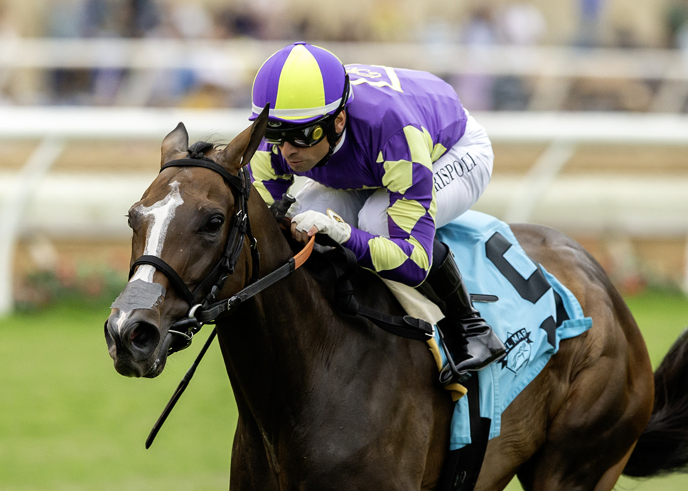 Medoro, Horses, Honor Code, Osunitas Stakes, domingo, 20 de julio de 2025, Del Mar. Foto: Benoit Photo