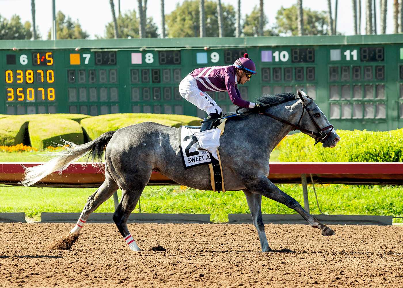 Sweet Azteca, Horses, Pamela C. Ziebarth, Great Lady M Stakes, sábado, 5 de julio de 2025, Los Alamitos. Foto: Benoit Photo