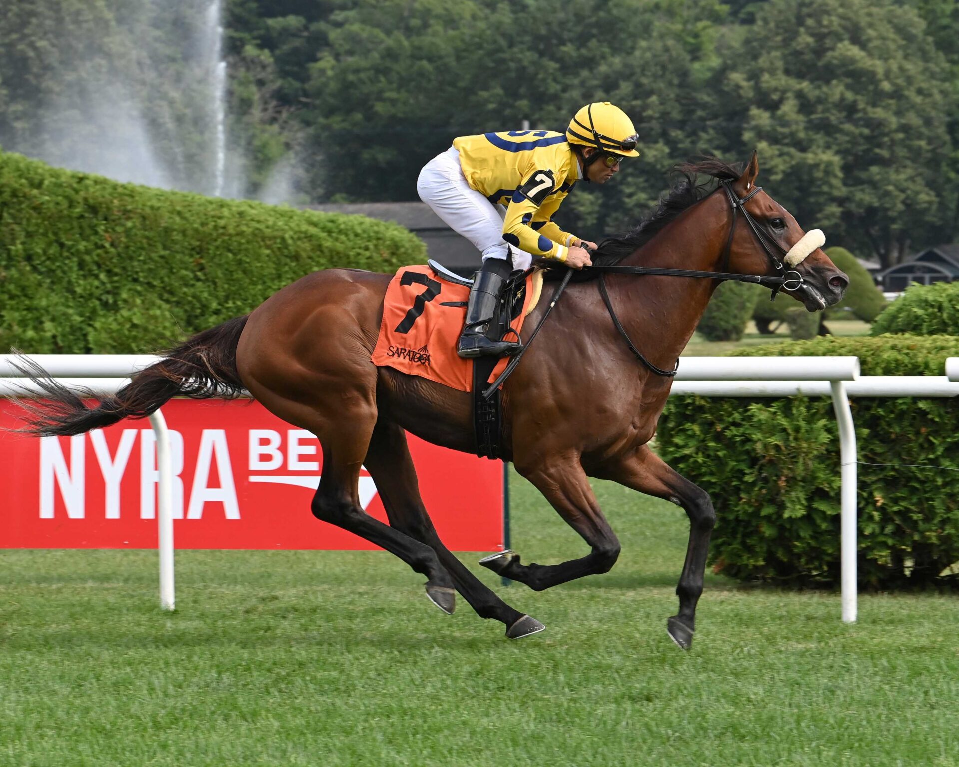 Far Bridge, horse, Calumet Farm, Bowling Green Stakes, sábado, 12 de julio de 2025, Saratoga. Foto: Coglaniese Photo & Susie Raisher