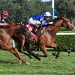 El Cordobés, horse, Frankel, Dancer Stakes, sábado, 9 de agosto de 2025, Saratoga. Foto: Coglaniese Photo & Susie Raisher