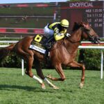 Laurelin, horse, Zarak, Saratoga Oaks Invitational, sábado, 9 de agosto de 2025, Saratoga. Foto: Coglaniese Photo & Susie Raisher