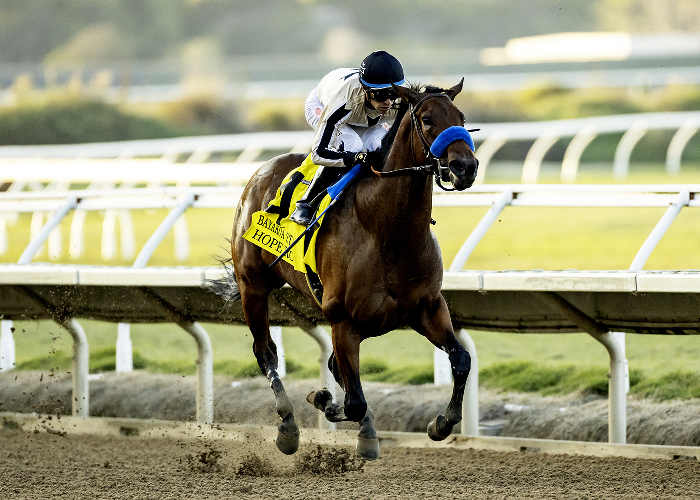 Hope Road, horse, Cicero Farms, Bayakoa Stakes, domingo, 30 de noviembre de 2025, Del Mar. Foto: Benoit Photo