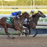 Skippylongstocking, horse, Brushy Hill LLC, Harlan´s Holiday Stakes, sábado, 20 de diciembre de 2025, Gulsftream Park. Foto: Coglianese Photo
