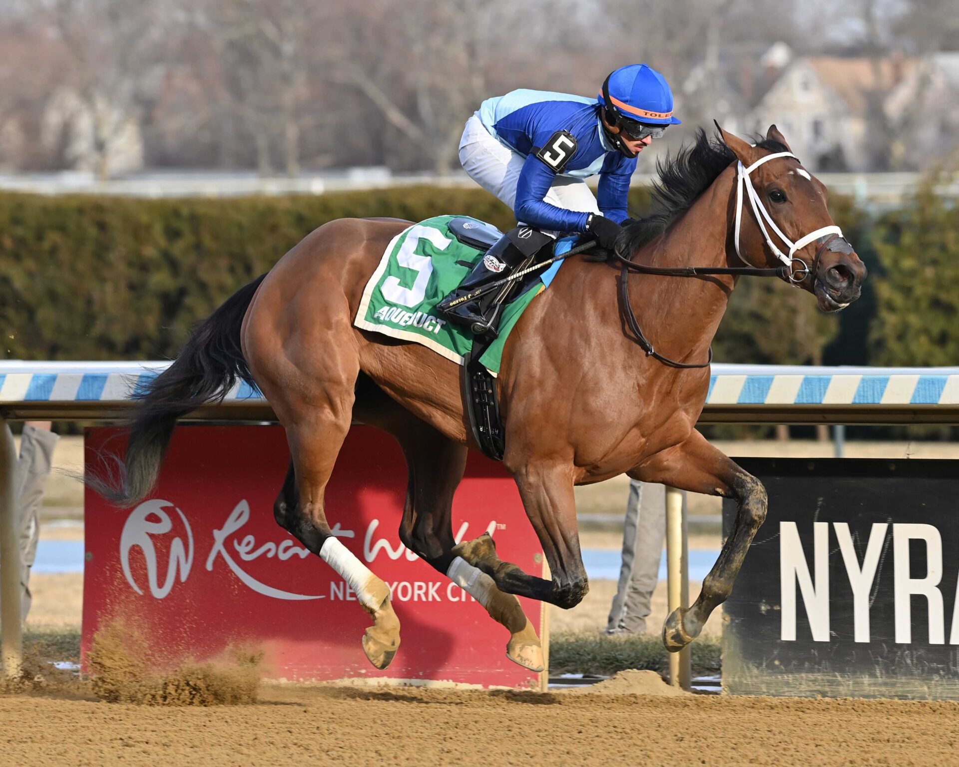 Dazzling Dame, horse, Girvin, Busanda Stakes, sábado, 3 de enero de 2026, Aqueduc. Foto: Coglaniese Photo & Susie Raisher