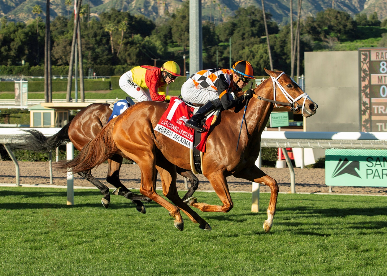 Queen Máxima, Horses, Bucchero, Las Ciénegas Stakes, domingo, 11 de enero de 2026, Santa Anita Park. Foto: Benoit Photo