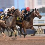 Commandment, horse, Into Mischief, Fountain Of Youth Stakes, sábado, 28 de febrero de 2026, Gulfstream Park. Foto: Coglaniese Photo & Lauren King