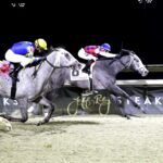 Great White, horse, Three Chimneys Farm, John Battaglia Memorial Stakes, sábado, 21 de febrero de 2026, Turfway Park. Foto: Coady Media