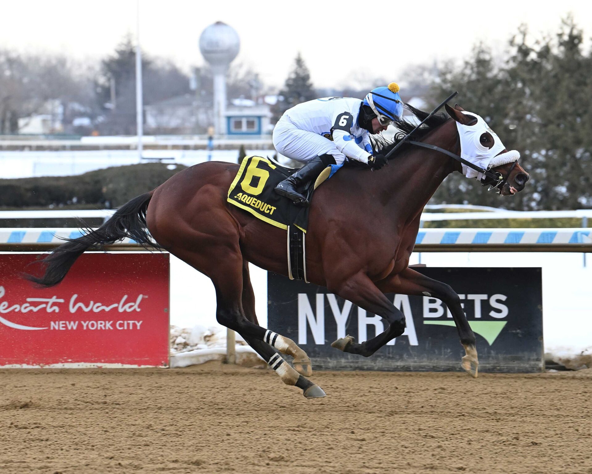 Talk To Me Jimmy, horse, Majestic View Farms, Withers Stakes, viernes, 6 de febrero de 2026, Aqueduct. Foto: Coglaniese Photo & Susie Raisher