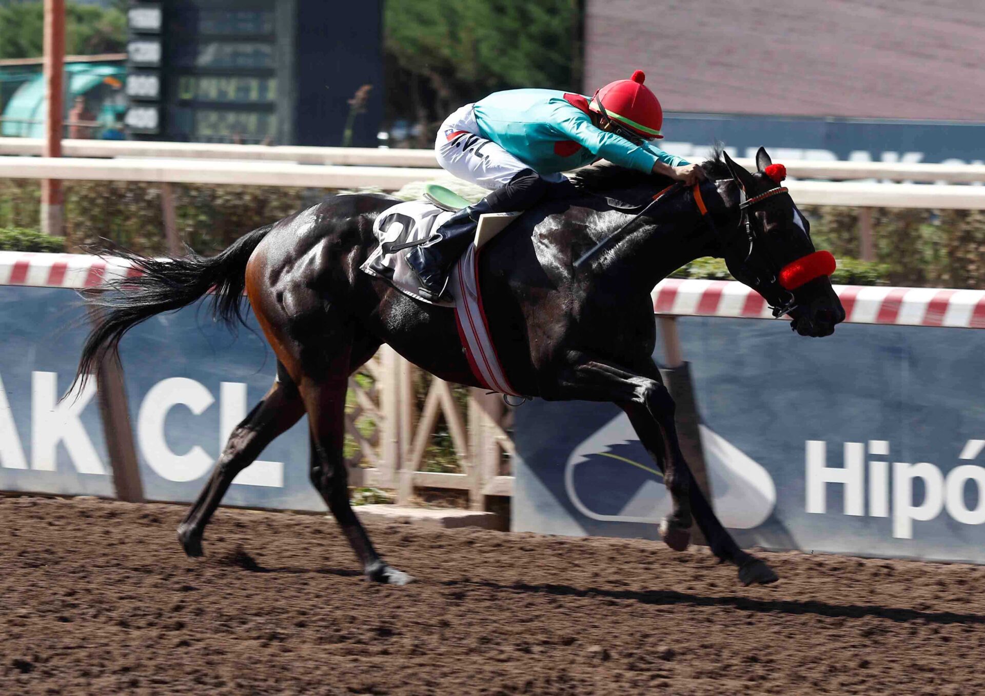 Bahia Perdida, horse, Haras Paso Nevado, Clásico Selección de Potrancas, sábado, 7 de marzo de 2026, Hipódromo Chile. Foto: Jaime Cortés