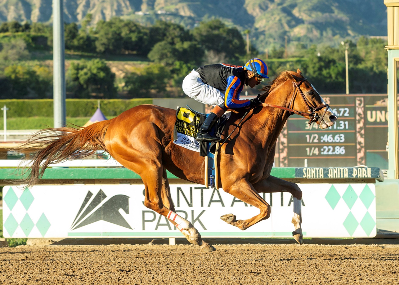 British Isles, horse, Justify, Santa Anita Hándicap, sábado, 7 de marzo de 2026, Santa Anita Park. Foto: Benoit Photo