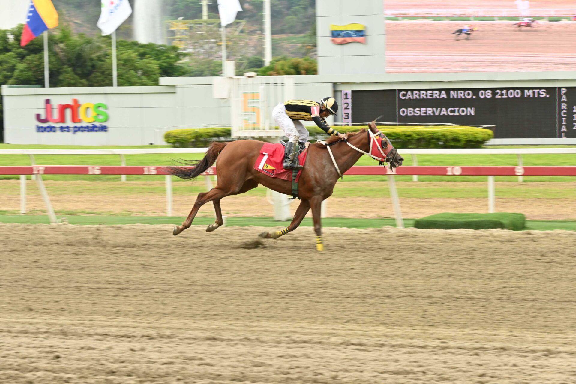 Quality Princess, horse, Big Prairie, Clásico Blondy, sábado, 25 de abril de 2026, La Rinconada. Foto: José Antonio Aray