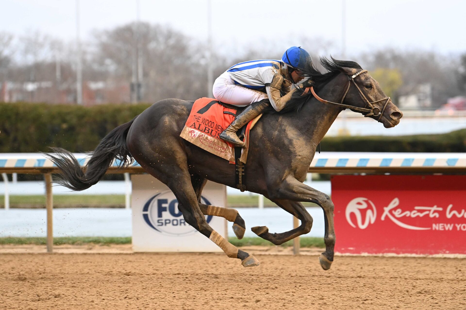 Albus, horse, Yaupon, Resort World Casino Wood Memorial, sábado, 4 de abril de 2026, Aqueduct. Foto: Coglaniese Photo & Susie Raisher