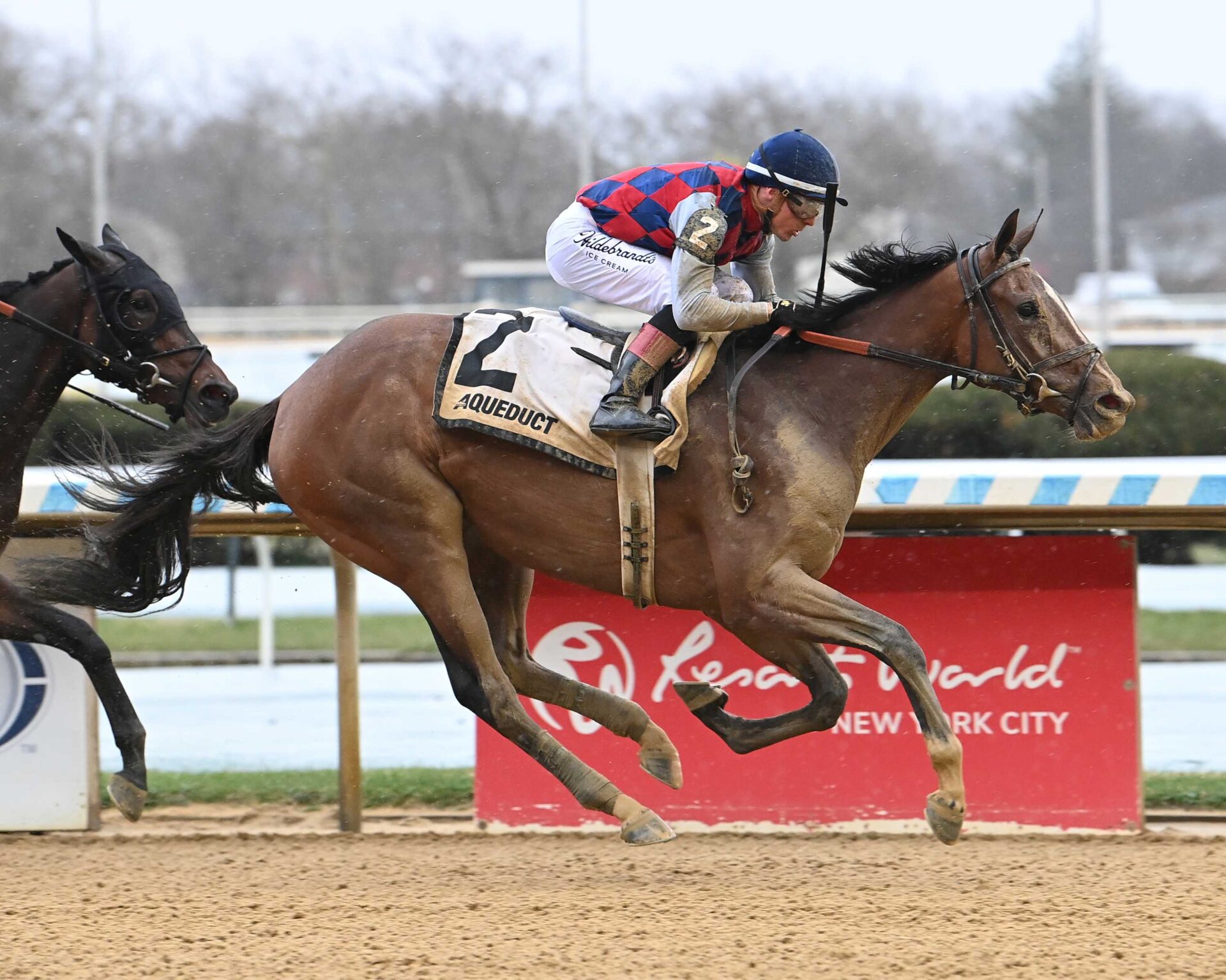 Always A Runner, horse, Gun Runner, Gazelle Stakes, sábado, 4 de abril de 2026, Aqueduc. Foto: Coglaniese Photo & Susie Raisher
