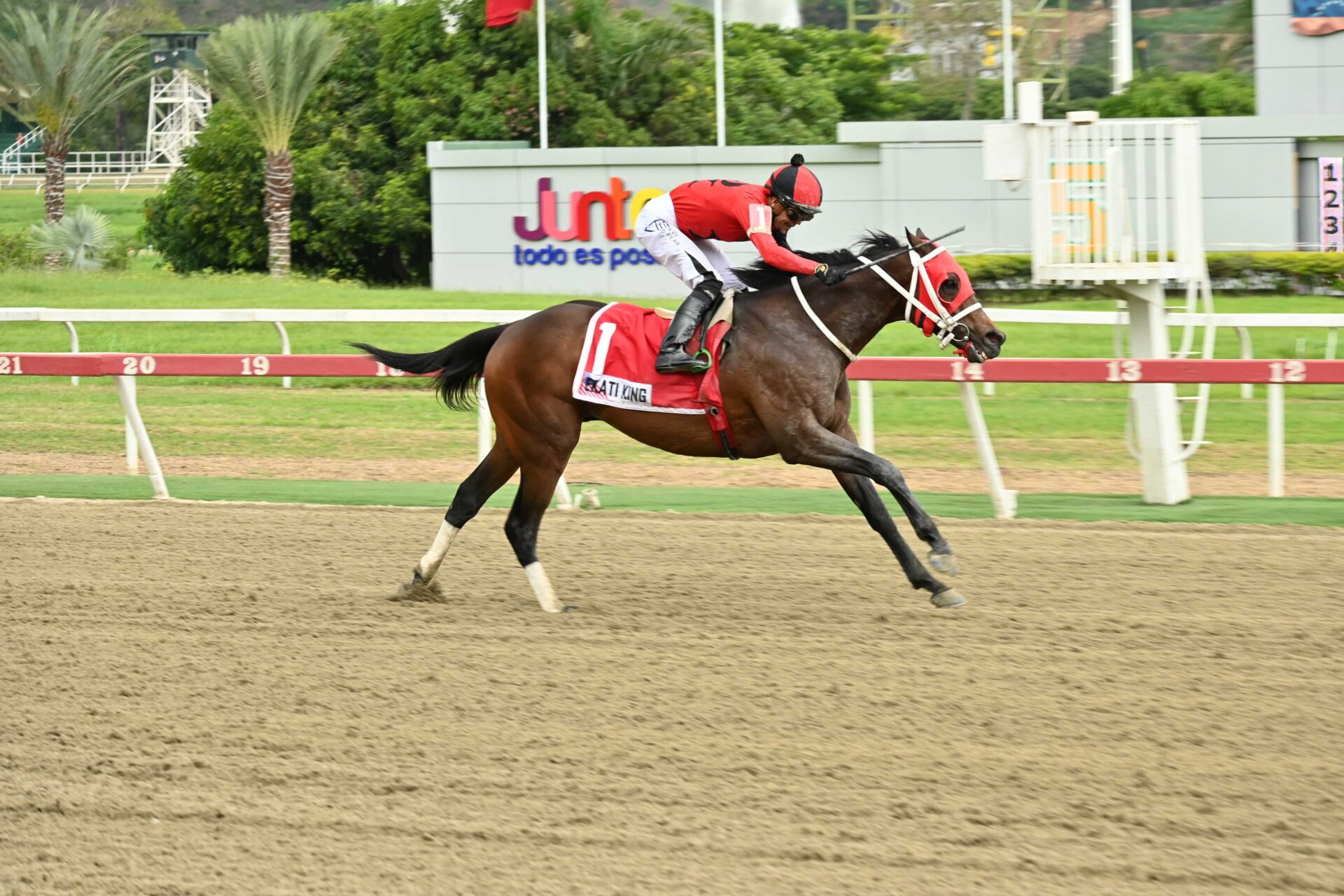 Ekati King, horse, Girvin, Clásico Juan Arias, domingo, 24 de mayo de 2026, La Rinconada. Foto: José Antonio Aray