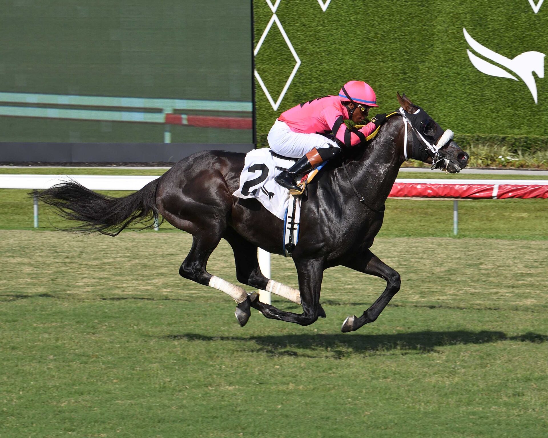 Gran Oriente, horses, Classic Empire, Mr. Steele Stakes, sábado, 16 de mayo de 2026, Gulsftream Park. Foto: Coglianese Photo & Ryan Thompson