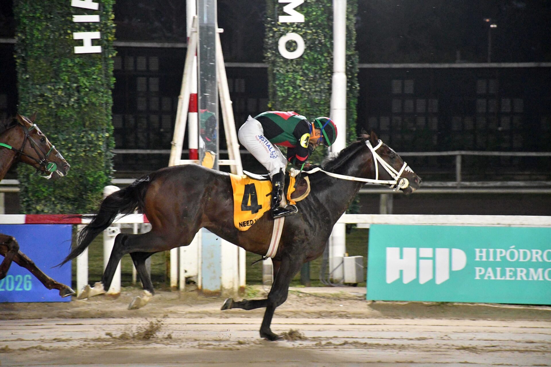 Need You Tonight, horse, El Wing, Gran Premio República Argentina, sábado, 1 de mayo de 2026, Hipódromo de Palermo. Foto: Prensa Palermo