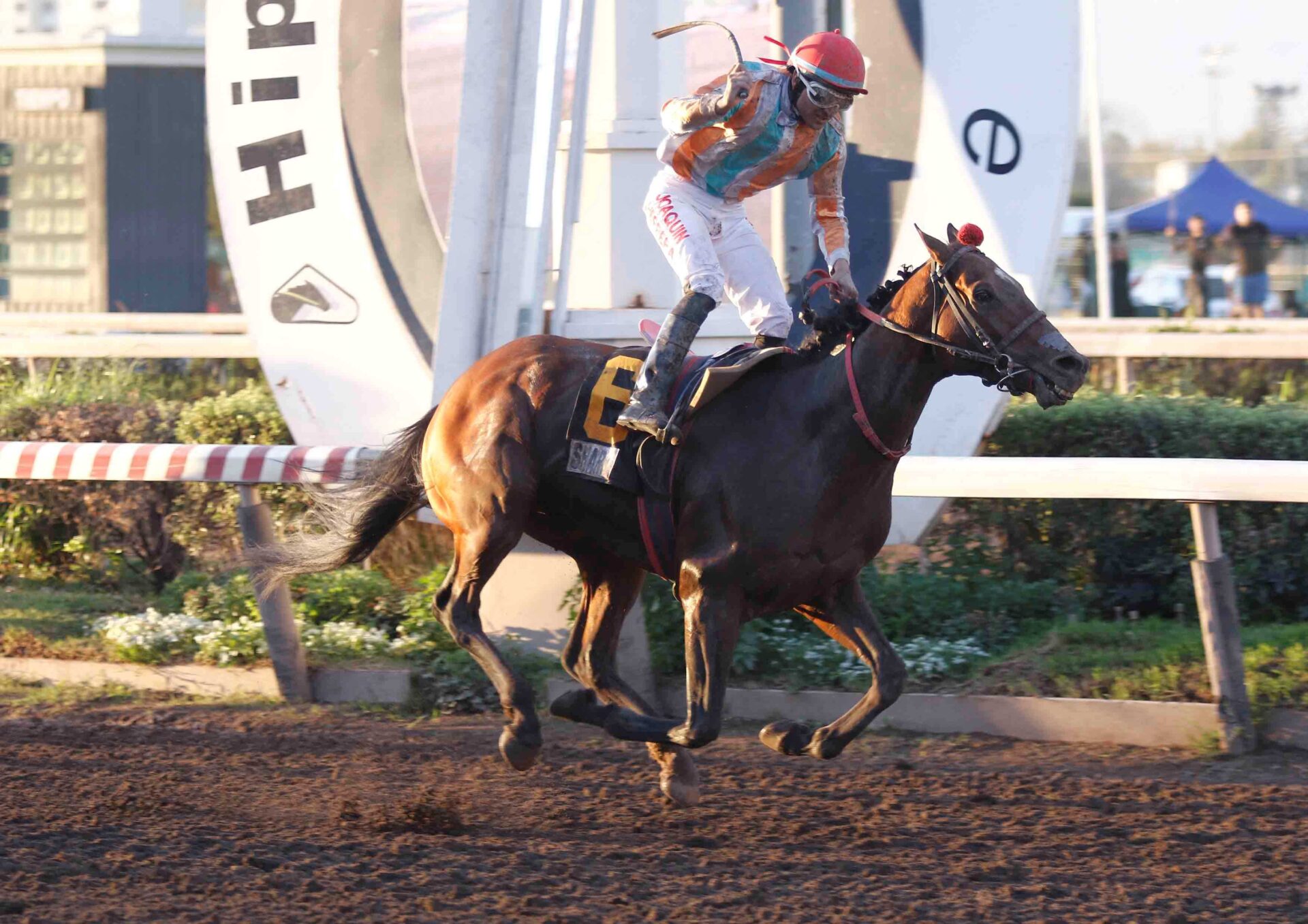 Shark, horses, Constitution, Clásico Gran Premio Hipódromo Chile, sábado, 2 de mayo de 2026, Hipódromo Chile. Foto: Jaime Cortés