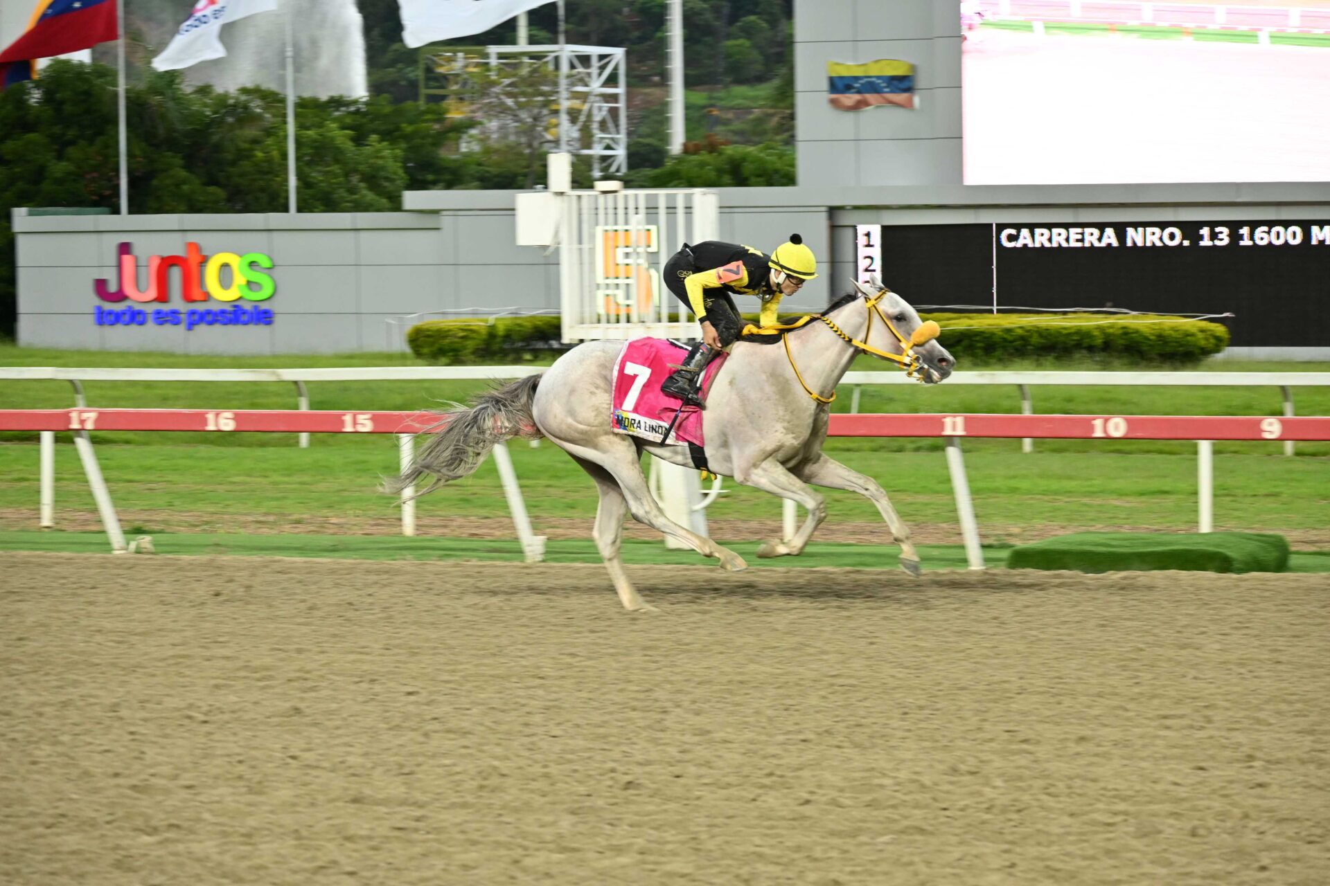 Mora Linda, horse, Caracaro, Clásico Hipódromo La Rinconada, domingo, 8 de junio de 2025, La Rinconada. Foto: José Antonio Aray