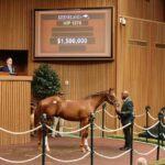 Potro, 1275, Not This Time en Ana’s Gun por Gun Runner, sesión 5, Keeneland Sales, sábado, 19 de septiembre de 2026, Keeneland. Foto: Keeneland