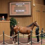 Potro, 242, Into Mischief en Grazie Mlle por Bernardini, sesión 2, Keeneland Sales, martes, 15 de septiembre de 2026, Keeneland. Foto: Keeneland