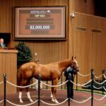 Potro, 803, Not This Time en Spell On You por Ghostzapper, sesión 4, Keeneland Sales, jueves, 17 de septiembre de 2026, Keeneland. Foto: Keeneland