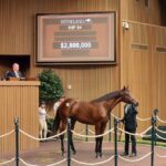 Potro, 84, Gun Runner en Twenty Carat por Into Mischief, sesión 1, Keeneland Sales, lunes, 14 de septiembre de 2026, Keeneland. Foto: Keeneland