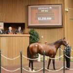 Potro, 642, Nyquist en Hot Cha por Bernardini, sesión 3, Keeneland Sales, miércoles, 16 de septiembre de 2026, Keeneland. Foto: Keeneland